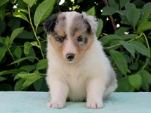 puppies