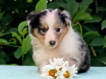 puppies