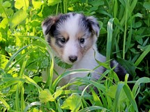 puppies
