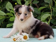 puppies