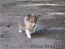 puppies