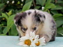 puppies