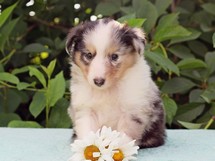 puppies