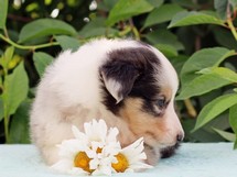 puppies