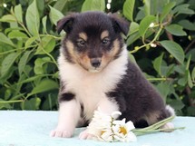 puppies