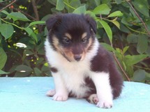 puppies