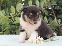 puppies