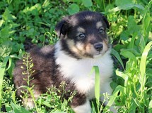 puppies