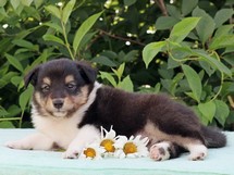 puppies
