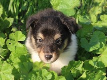 puppies