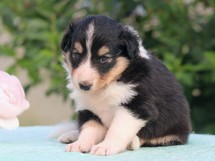 puppies