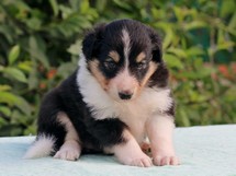 puppies