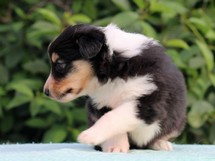 puppies