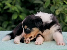 puppies