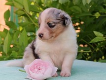puppies