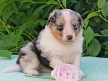 puppies