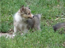 puppies
