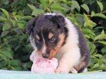 puppies