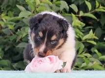 puppies