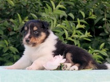 puppies