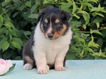 puppies