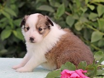puppies