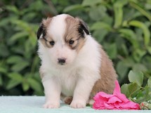 puppies