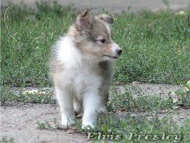puppies