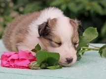 puppies
