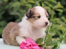 puppies