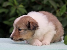 puppies
