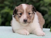 puppies