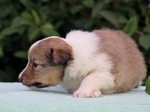 puppies