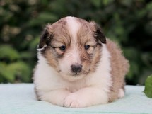 puppies