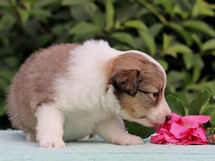 puppies