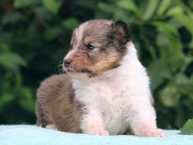 puppies