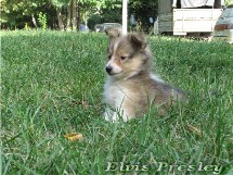 puppies