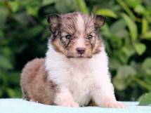 puppies