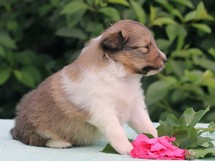 puppies