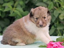 puppies