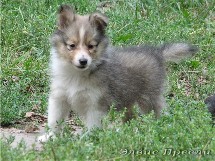 puppies