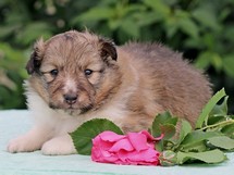 puppies