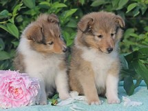 puppies