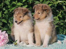 puppies