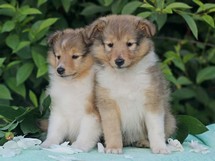 puppies