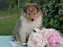 puppies