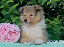 puppies