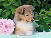 puppies