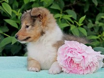puppies