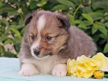 puppies